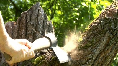 stock-footage-cutting-tree-with-axe